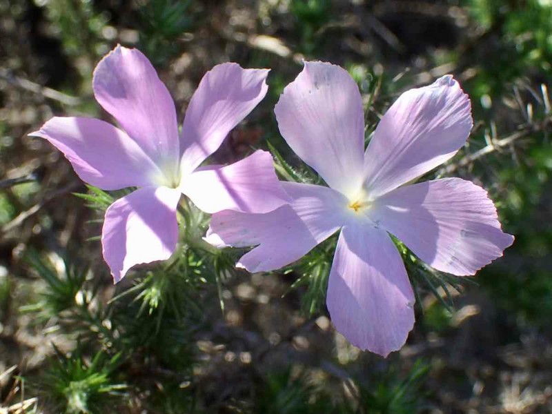 Linanthus californicus subsp. glandulosus photo 2