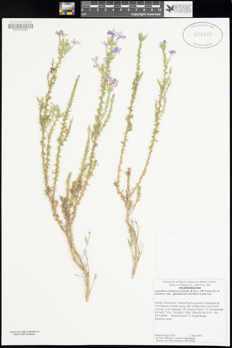 Linanthus californicus subsp. glandulosus photo 3