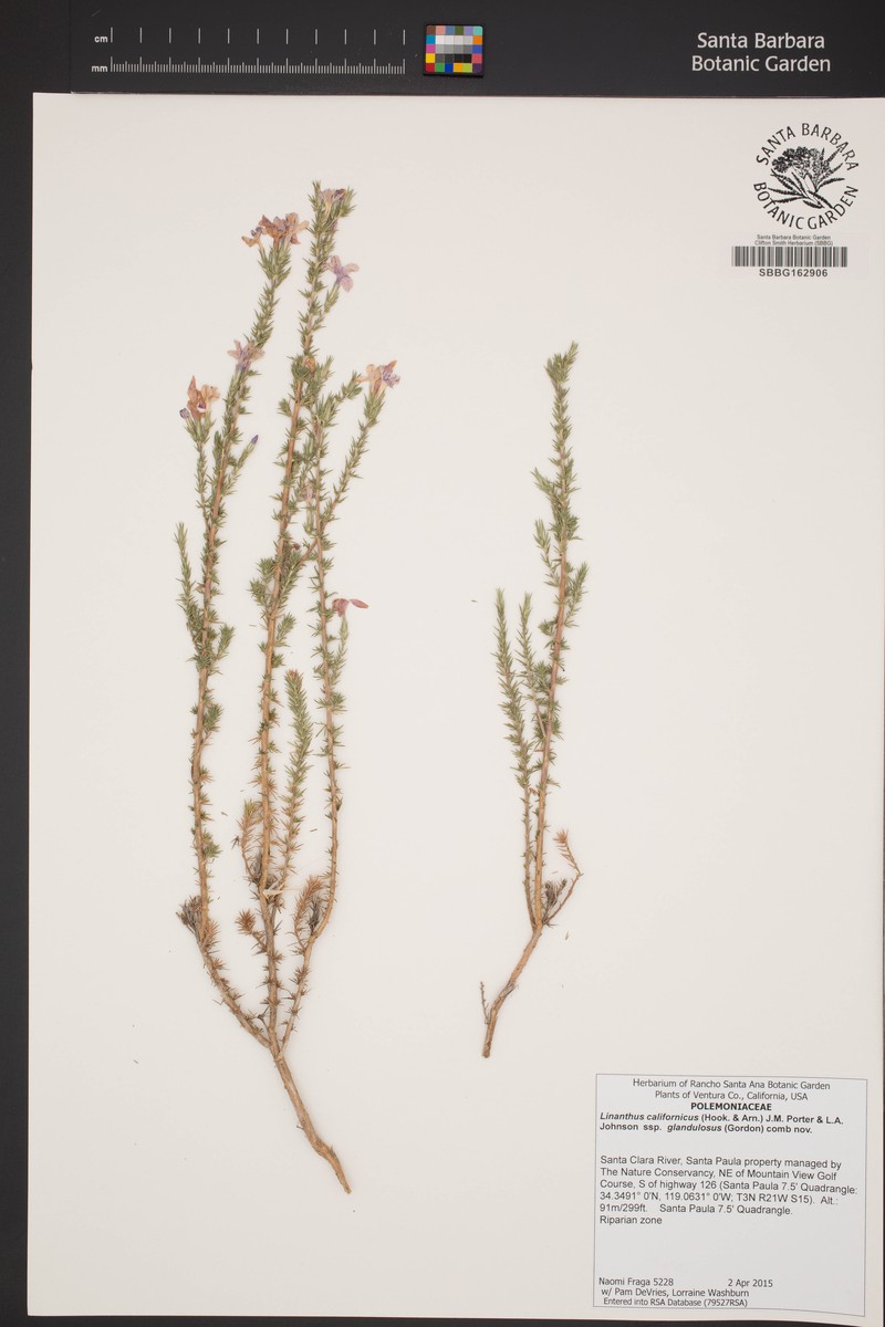 Linanthus californicus subsp. glandulosus photo 4
