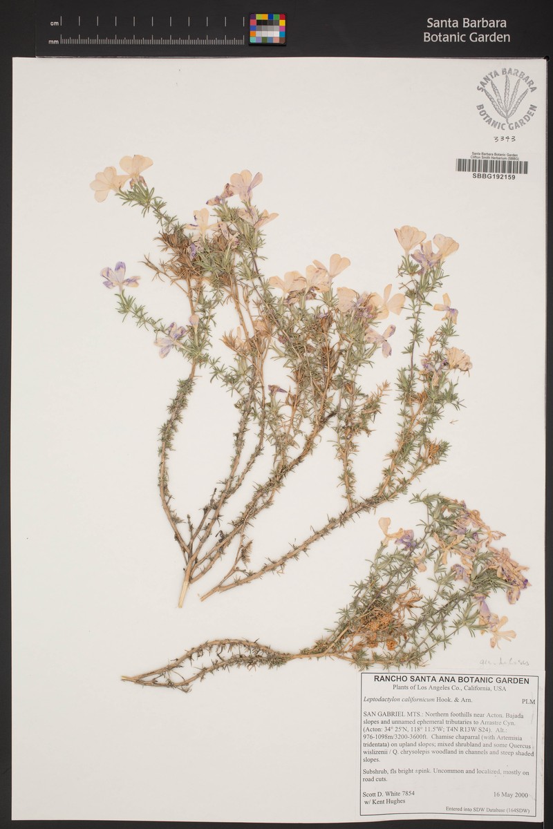 Linanthus californicus subsp. glandulosus photo 5