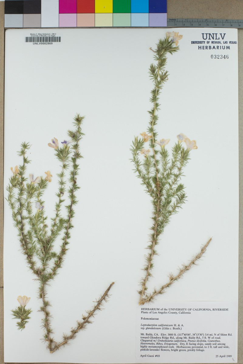 Linanthus californicus subsp. glandulosus photo 6