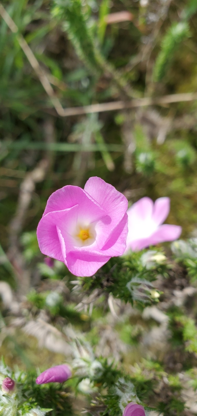 Linanthus californicus subsp. tomentosus