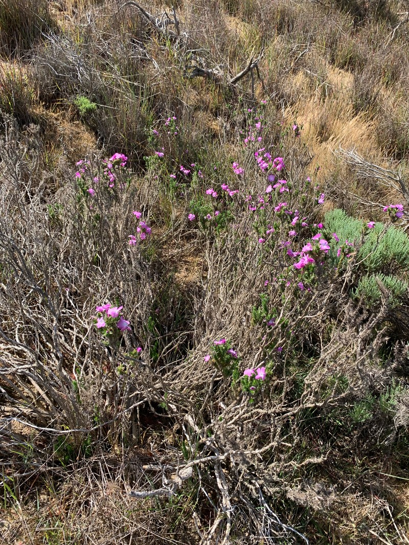 Linanthus californicus subsp. tomentosus photo 2