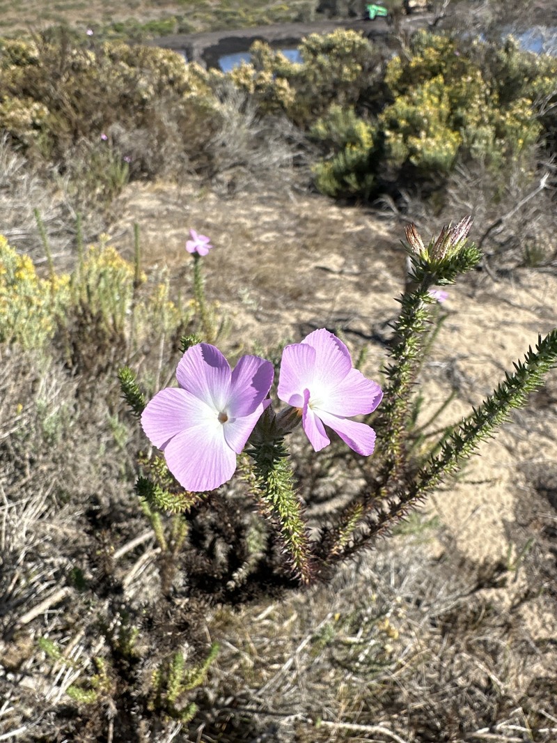 Linanthus californicus subsp. tomentosus photo 3