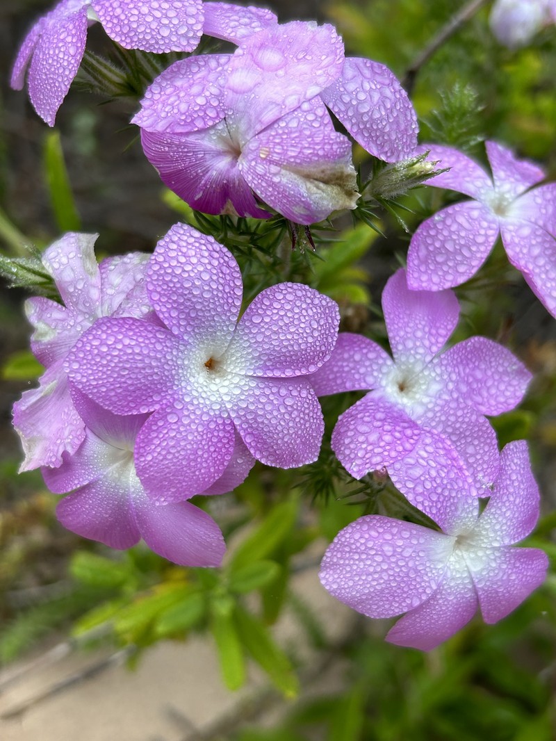 Linanthus californicus subsp. tomentosus photo 4