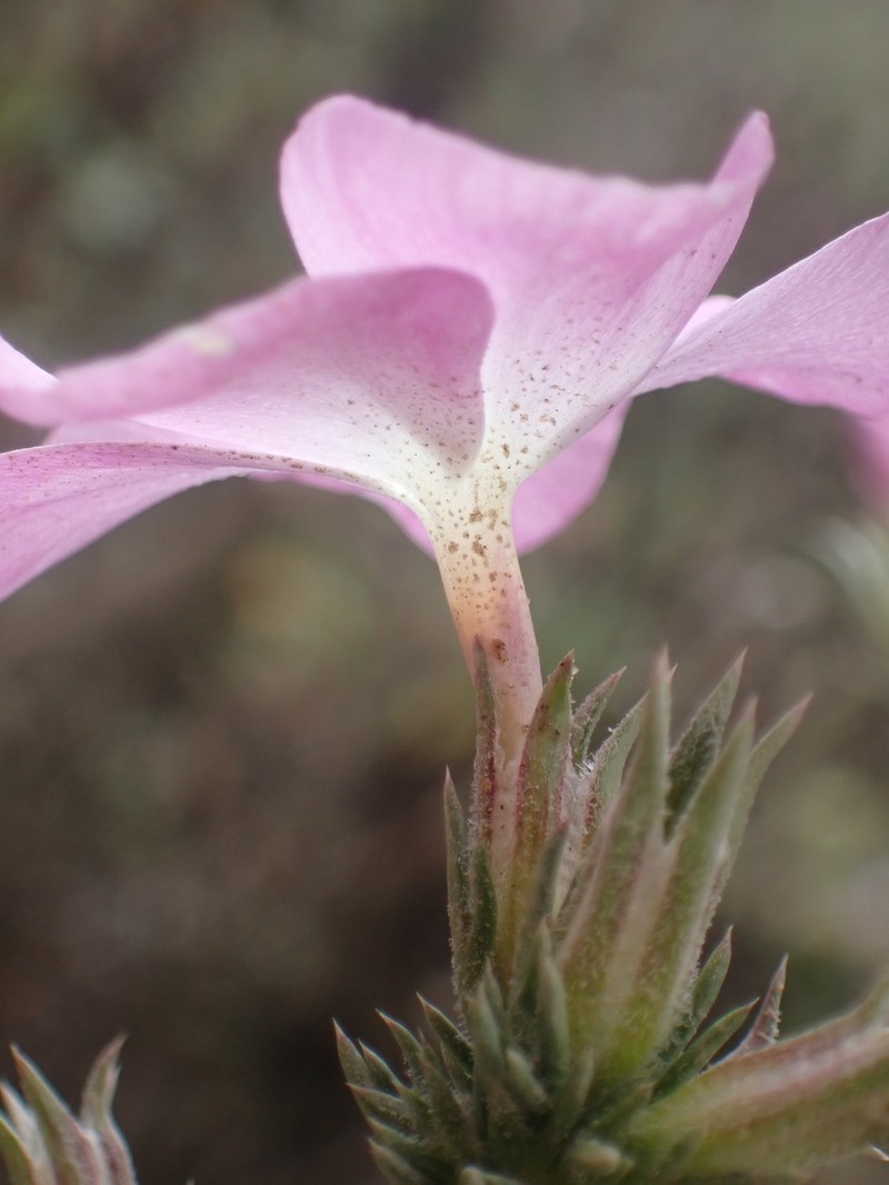 Linanthus californicus subsp. tomentosus photo 5