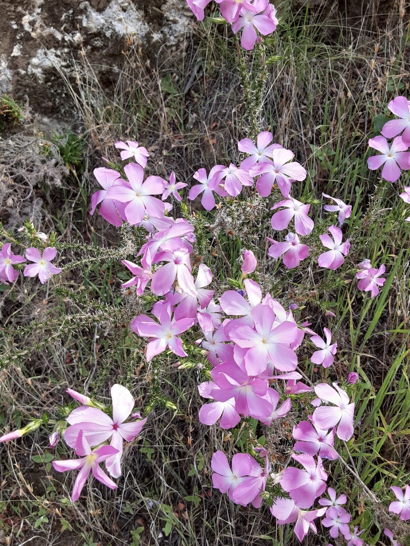 Linanthus californicus subsp. tomentosus photo 6