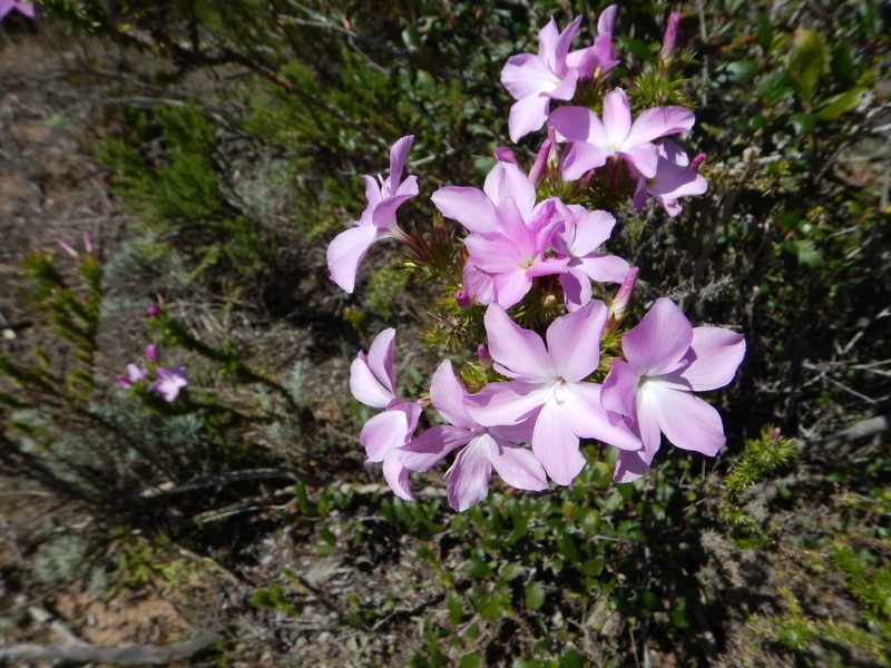 Linanthus californicus subsp. tomentosus photo 7