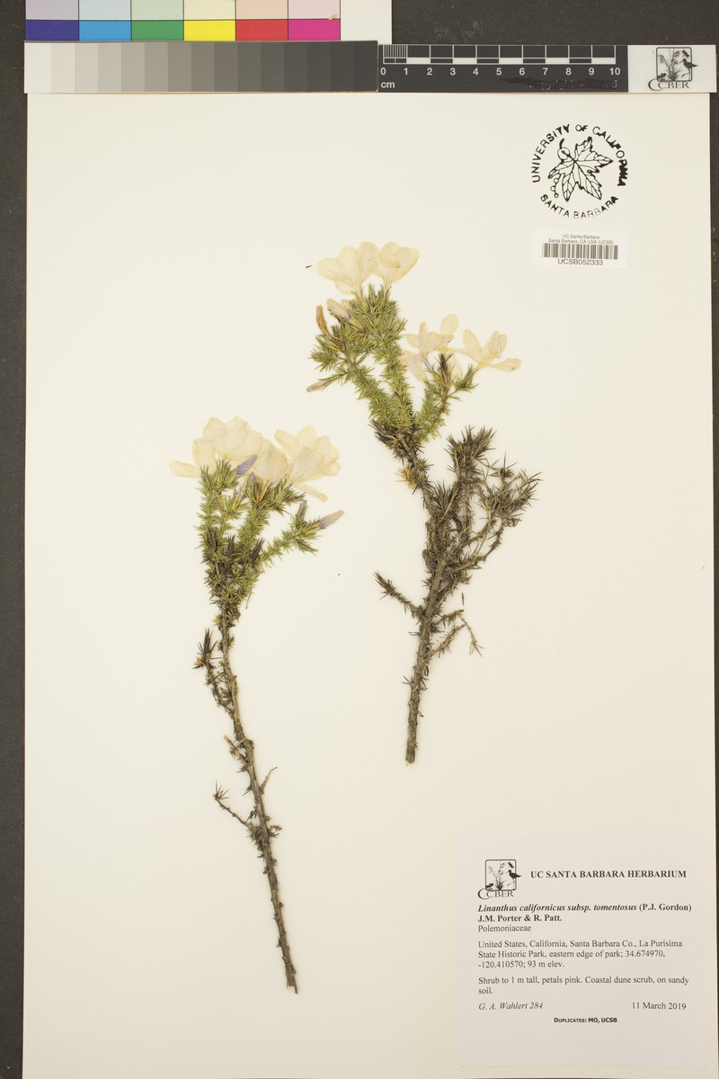 Linanthus californicus subsp. tomentosus photo 8