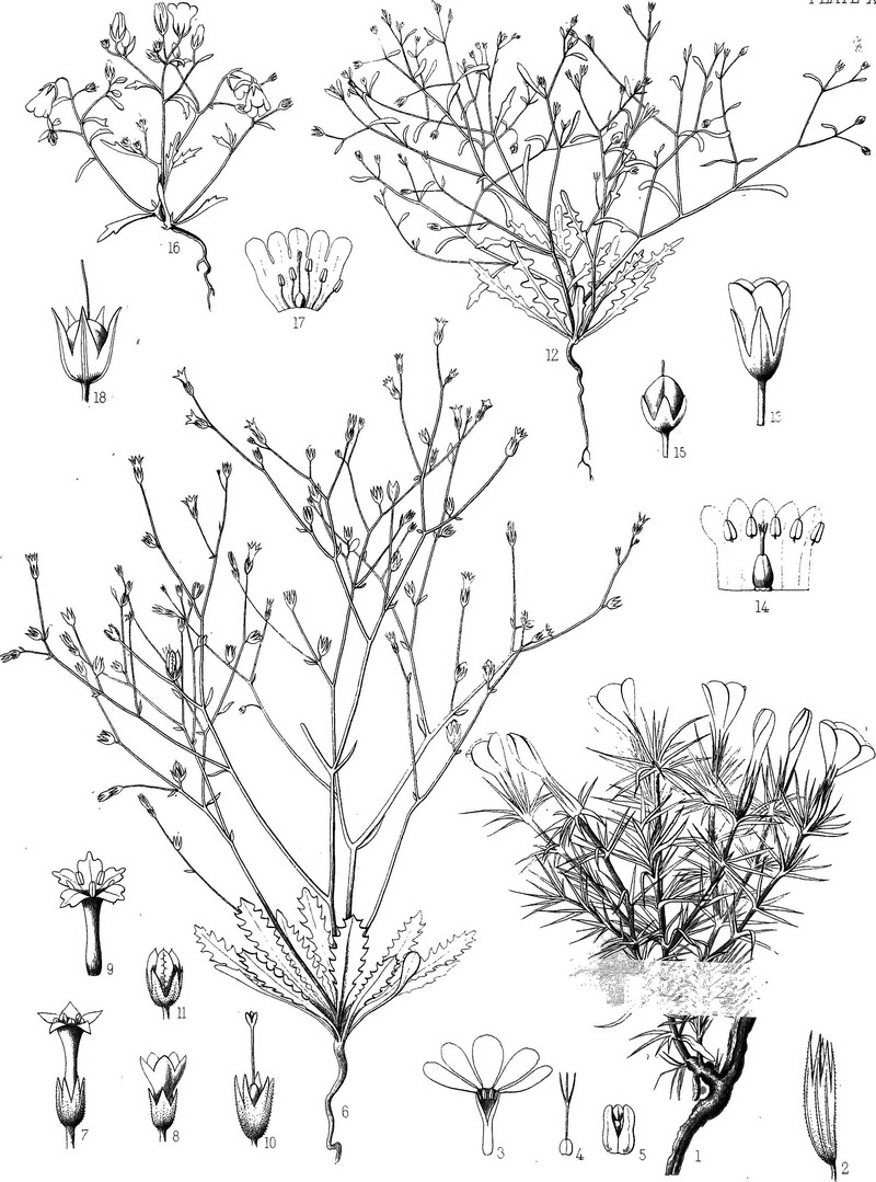 Bellshape Gilia photo 2