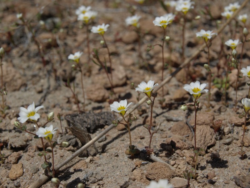 Bellshape Gilia photo 3