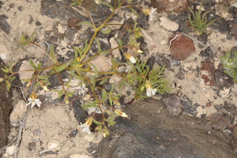 Bellshape Gilia