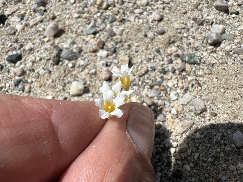Bellshape Gilia photo 2