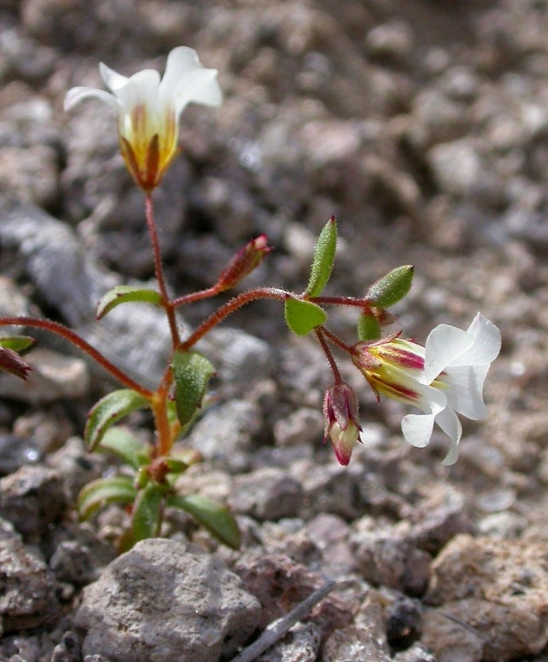 Bellshape Gilia photo 3