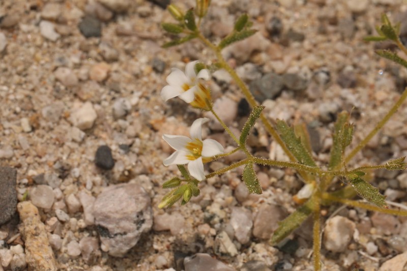 Bellshape Gilia photo 4