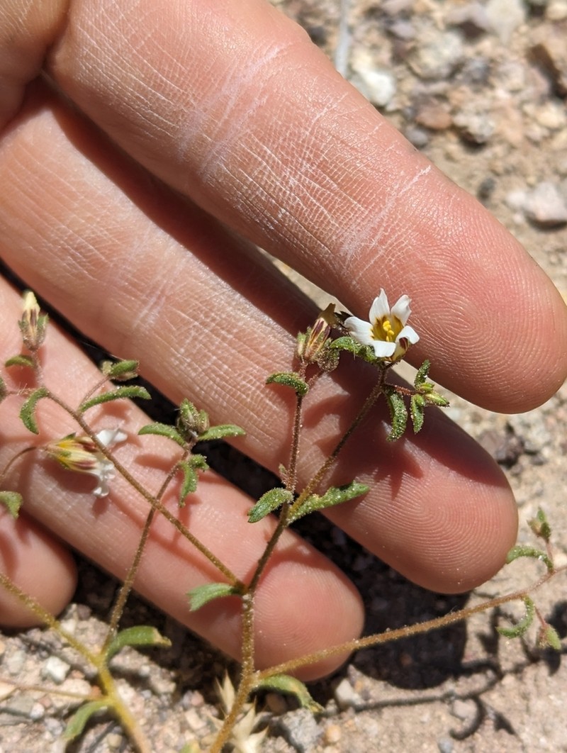 Bellshape Gilia photo 5