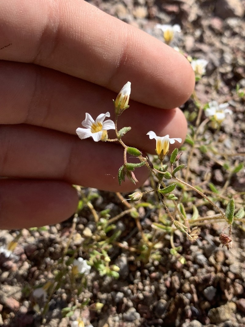 Bellshape Gilia photo 7