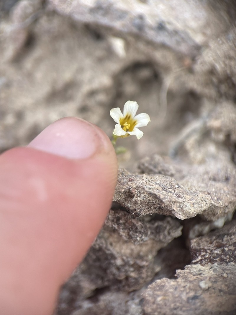 Bellshape Gilia photo 8