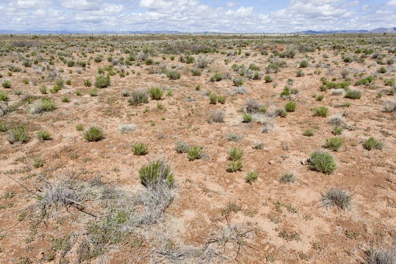 San Gabriel Linanthus