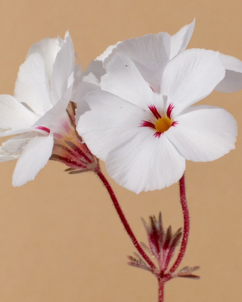 San Gabriel Linanthus
