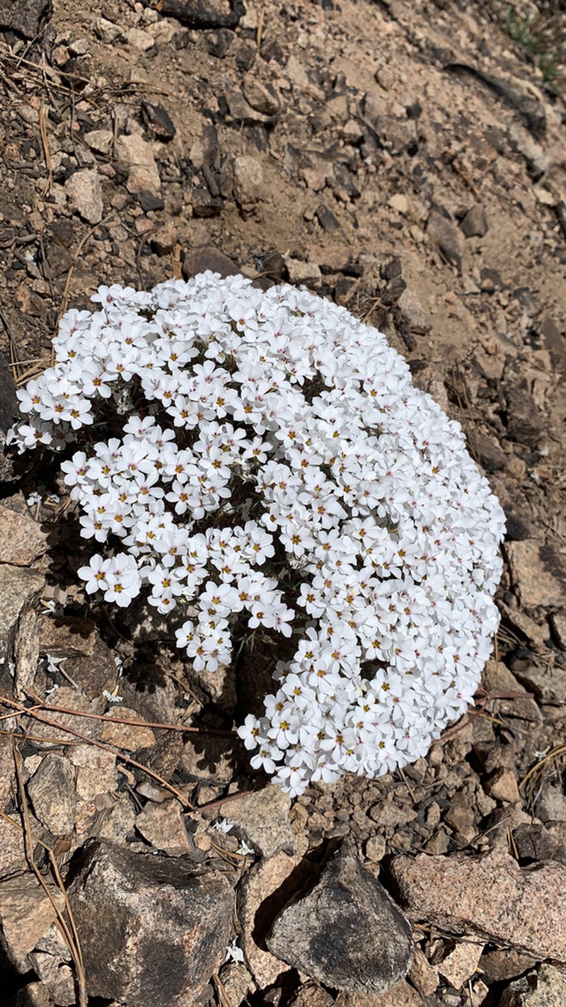 San Gabriel Linanthus photo 2