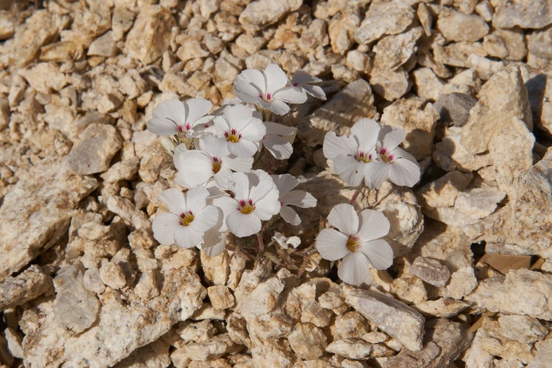 San Gabriel Linanthus photo 3