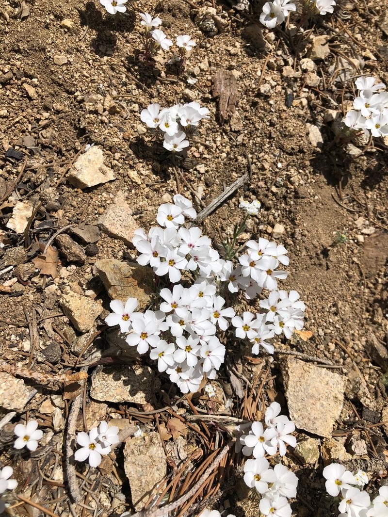 San Gabriel Linanthus photo 4