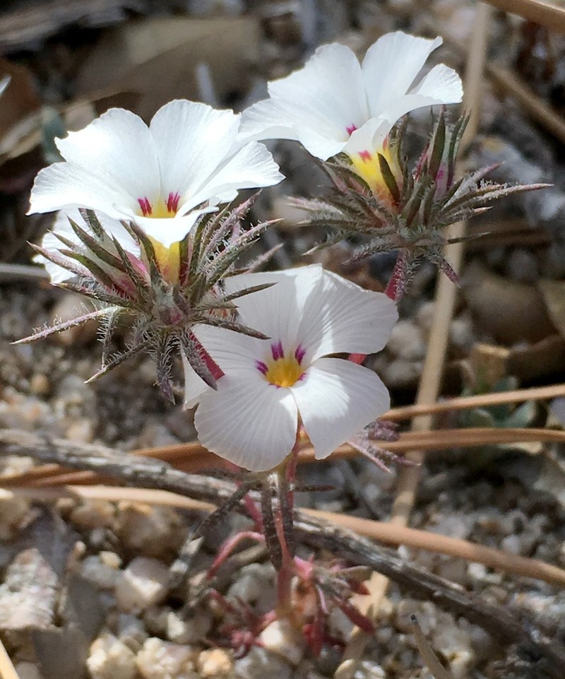 San Gabriel Linanthus photo 5