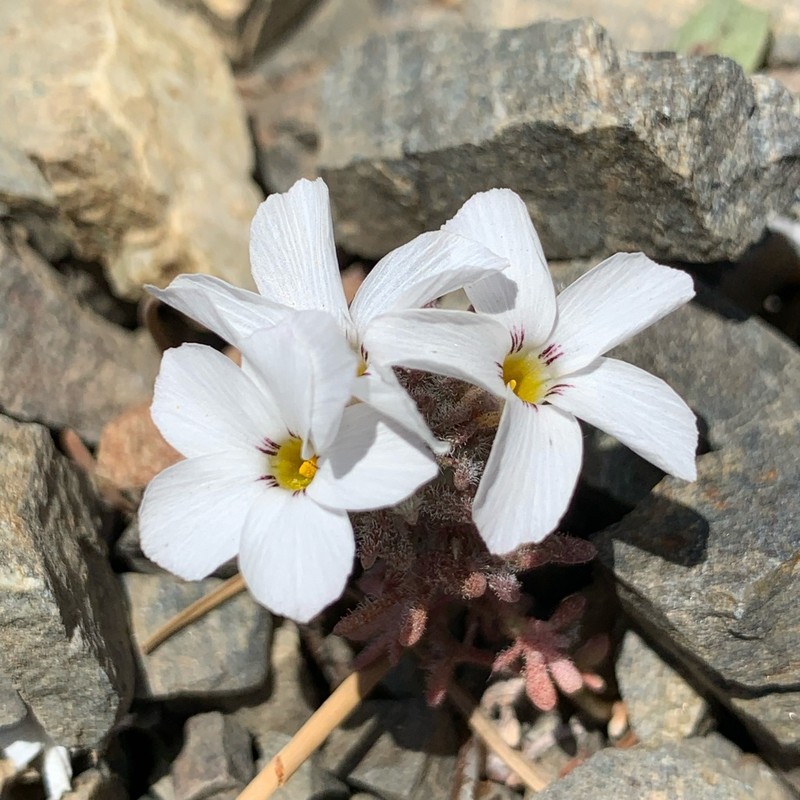 San Gabriel Linanthus photo 6