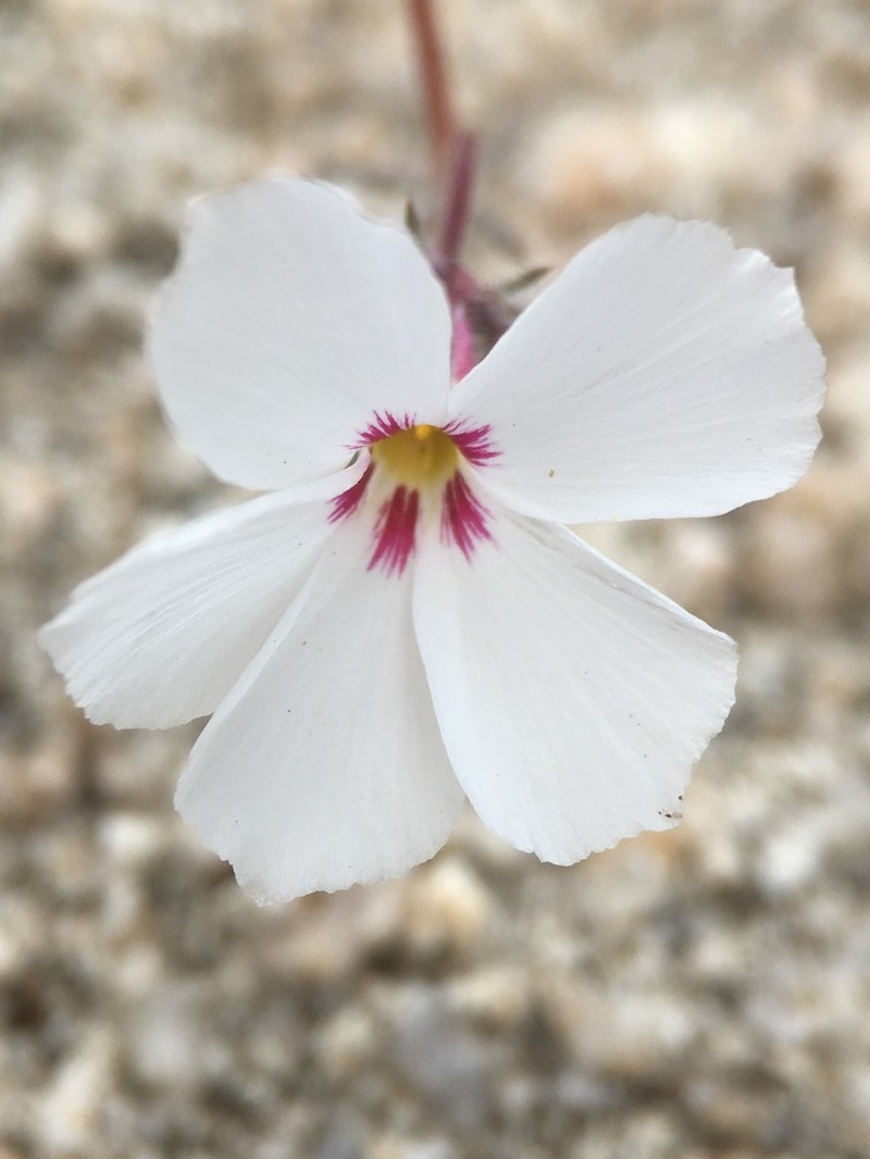 San Gabriel Linanthus photo 7