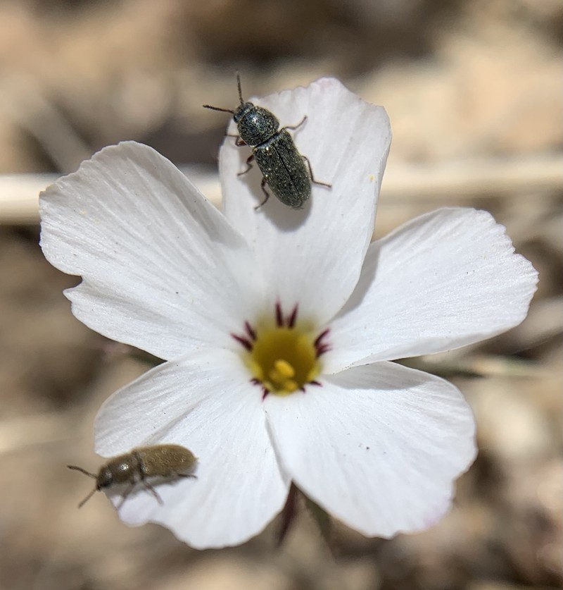 San Gabriel Linanthus photo 8