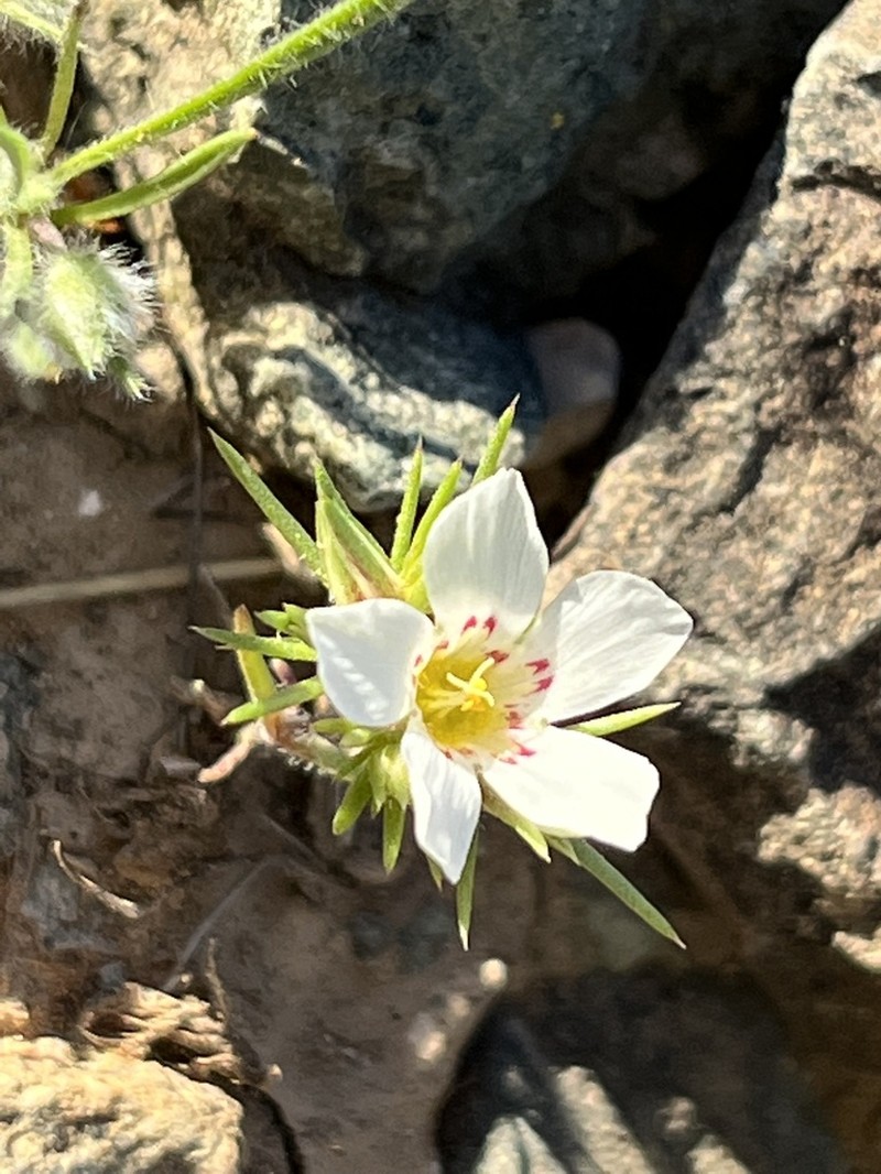 Desertsnow photo 2