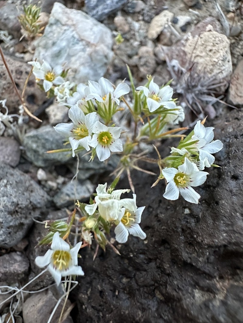 Desertsnow photo 3