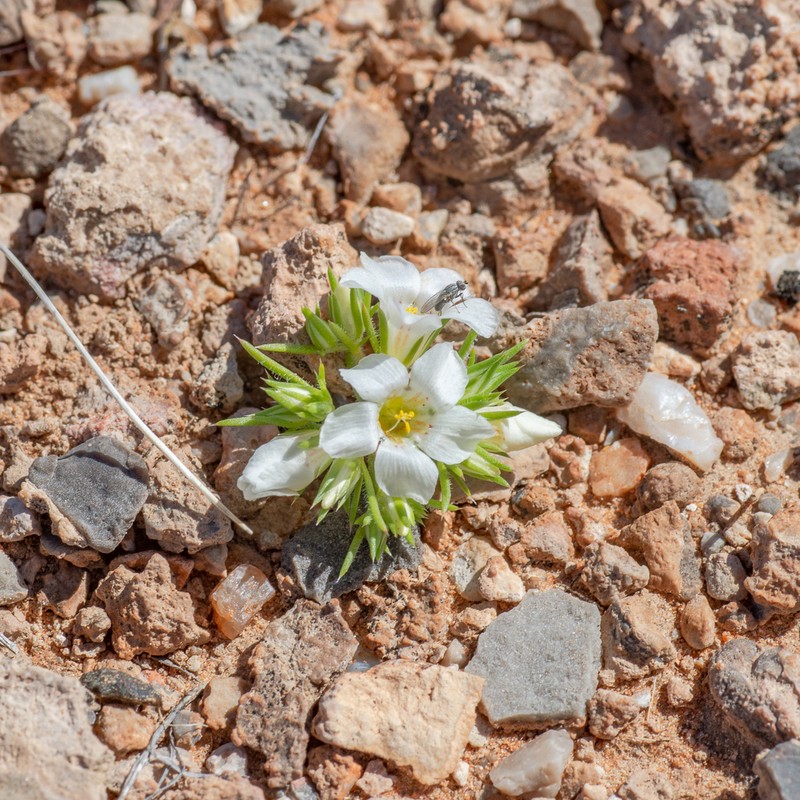 Desertsnow photo 4