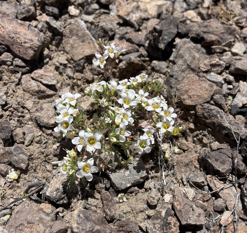 Desertsnow photo 5