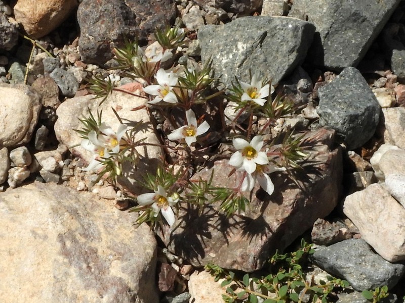 Desertsnow photo 6