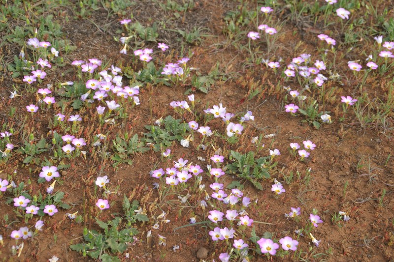 Fringed Linanthus photo 3