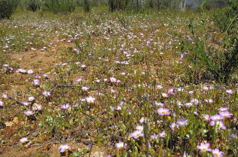 Fringed Linanthus photo 4