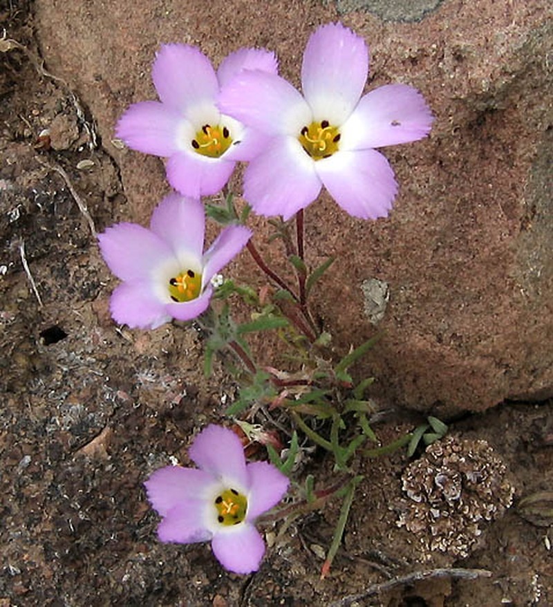 Fringed Linanthus photo 5