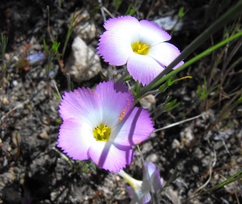 Fringed Linanthus