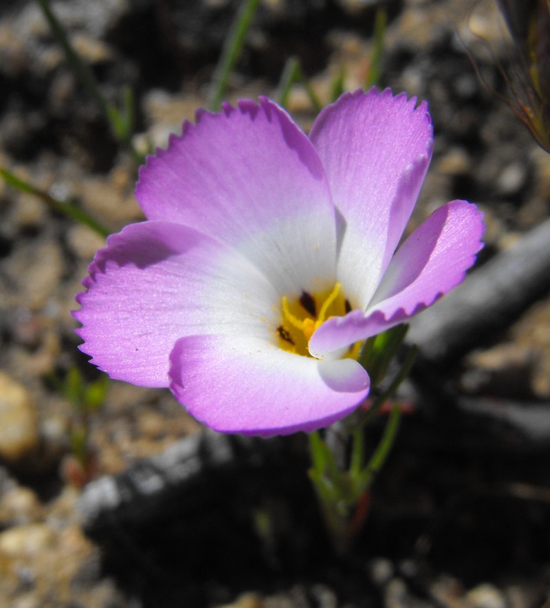 Fringed Linanthus photo 6