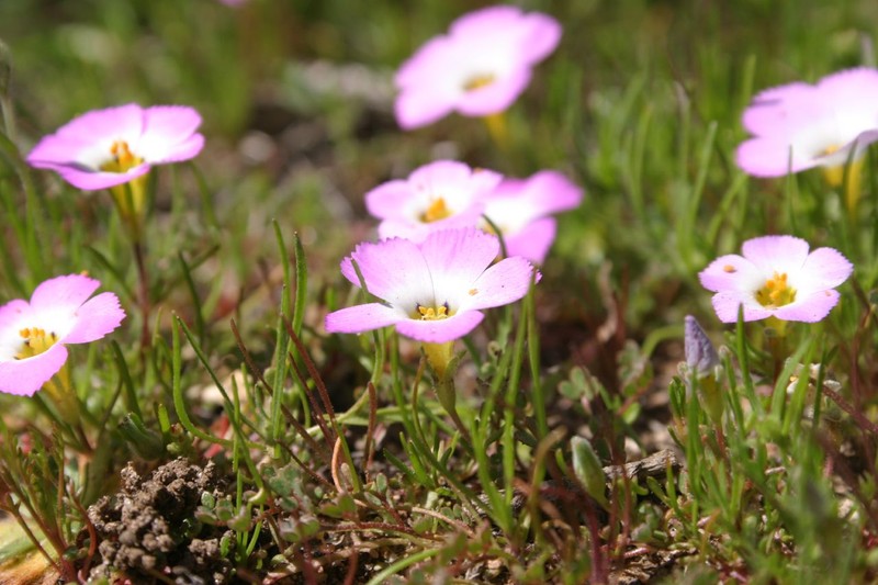 Fringed Linanthus photo 2