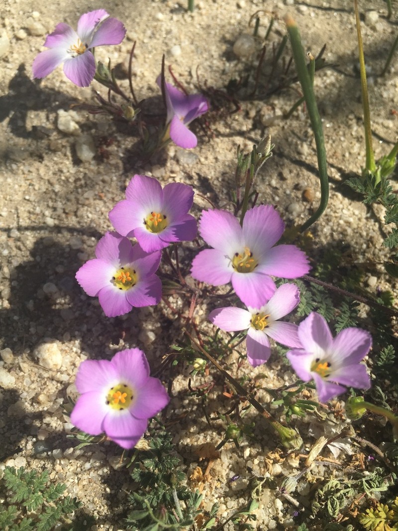 Fringed Linanthus photo 3