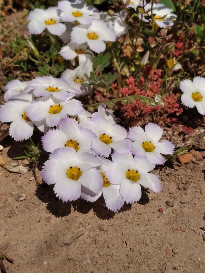 Fringed Linanthus photo 4