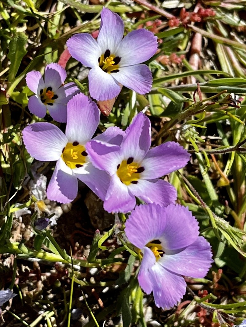 Fringed Linanthus photo 5