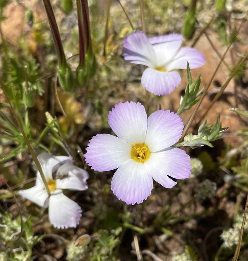 Fringed Linanthus photo 6