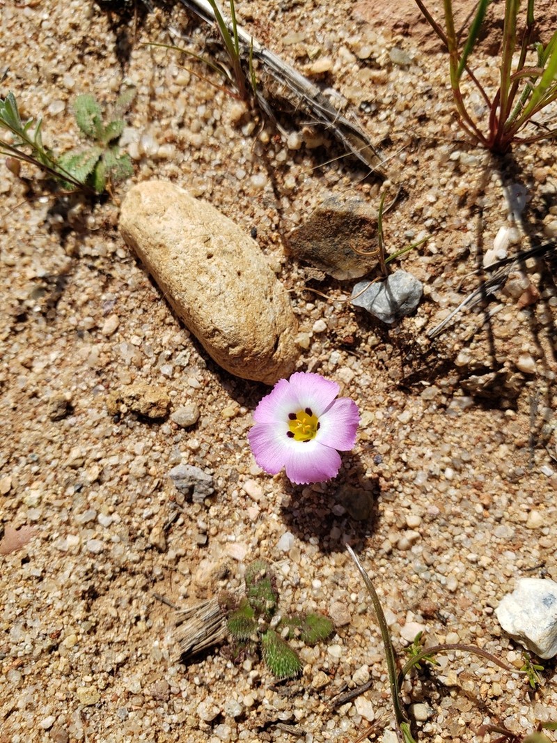 Fringed Linanthus photo 7
