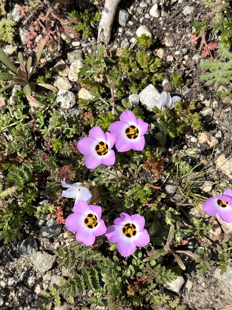 Fringed Linanthus photo 8