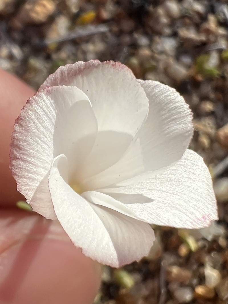 Linanthus dichotomus subsp. dichotomus