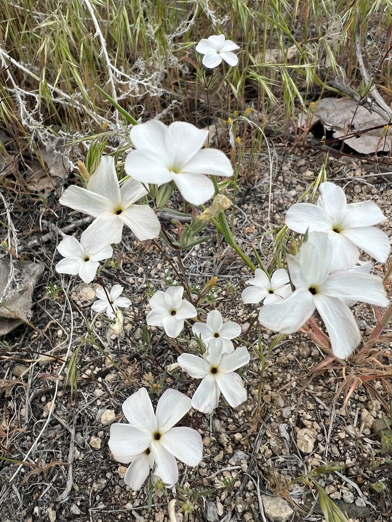 Linanthus dichotomus subsp. dichotomus photo 2